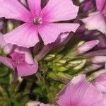 Phlox maculataBloem