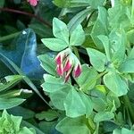 Lotus alpinus Flower