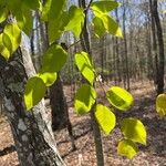 Amelanchier arborea Foglia