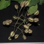 Pisonia macranthocarpa 其他