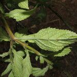 Stachytarpheta jamaicensis Blatt