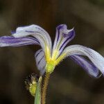 Sisyrinchium halophilum Blomst