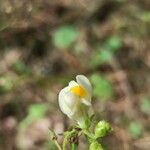 Linaria triphylla Flower