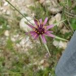 Tragopogon angustifolius 花