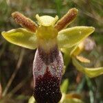 Ophrys lupercalis Mosusu