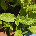 Mentha spicata ഇല