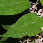 Miconia costaricensis Leaf