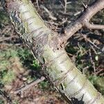 Commiphora madagascariensis Bark