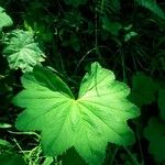 Alchemilla glabra Blad