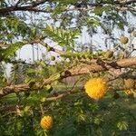 Acacia farnesiana फूल