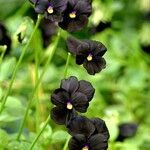 Viola cornuta Flower