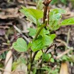 Itea virginica Flower