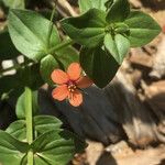 Lysimachia arvensis Blüte