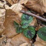 Lamium galeobdolon Leaf