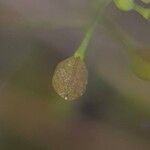 Hornungia petraea फल