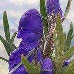 Aconitum napellusफूल