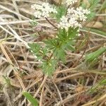 Bunium alpinum Leaf