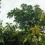 Senna viarum Celota
