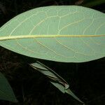 Persea donnell-smithii Leaf