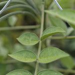 Senna hirsuta Fruit