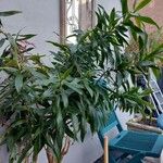 Dracaena angustifolia برگ