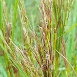 Schizachyrium microstachyum Fruit