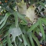 Platycerium bifurcatum Leaf