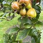 Crataegus crus-galli Fruit