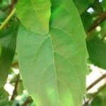 Rotheca myricoides पत्ता