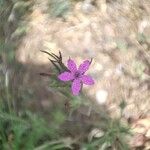 Dianthus armeria Kwiat