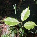 Noronhia ambrensis Leaf