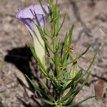 Ipomoea plummerae 整株植物