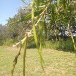 Chilopsis linearis Fruit