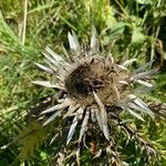 Carlina acaulisFlor