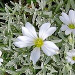 Cerastium candidissimum