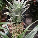 Ananas comosus Natur