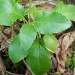 Orthilia secunda Leaf