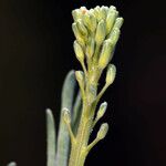 Stanleya pinnata Flower