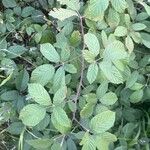 Rubus bollei Leaf