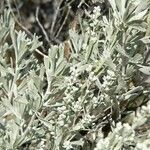 Artemisia tridentata Квітка