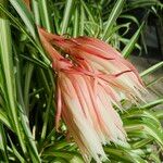 Epiphyllum oxypetalum Flower