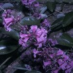 Fridericia candicans फूल