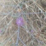 Centaurea paniculataFlor