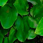 Smilax glauca Blad