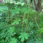 Tropaeolum pentaphyllum Hoja