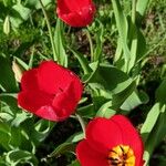 Tulipa agenensis Λουλούδι