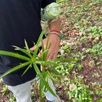 Cyperus laxus Yaprak
