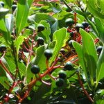 Machilus thunbergii Fruit