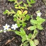 Myosotis stolonifera পাতা