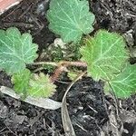 Saxifraga stolonifera Blad